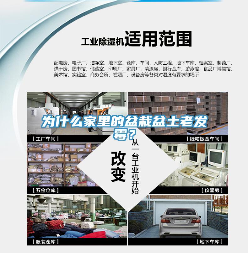 為什么家里的盆栽盆土老發霉？