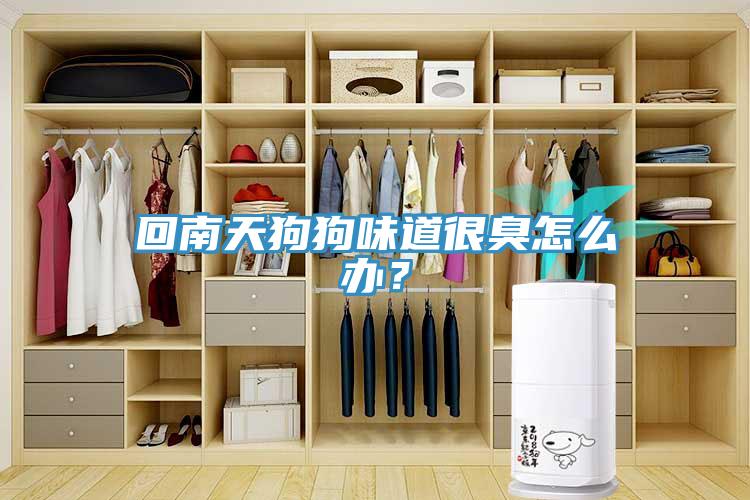 回南天狗狗味道很臭怎么辦？