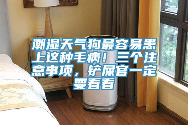 潮濕天氣狗最容易患上這種毛?。∪齻€注意事項，鏟屎官一定要看看
