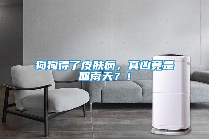 狗狗得了皮膚病，真兇竟是回南天？！