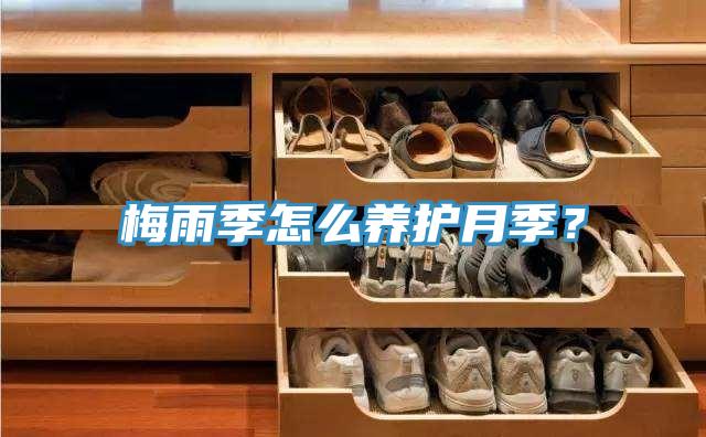 梅雨季怎么養護月季？