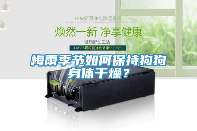 梅雨季節如何保持狗狗身體干燥？