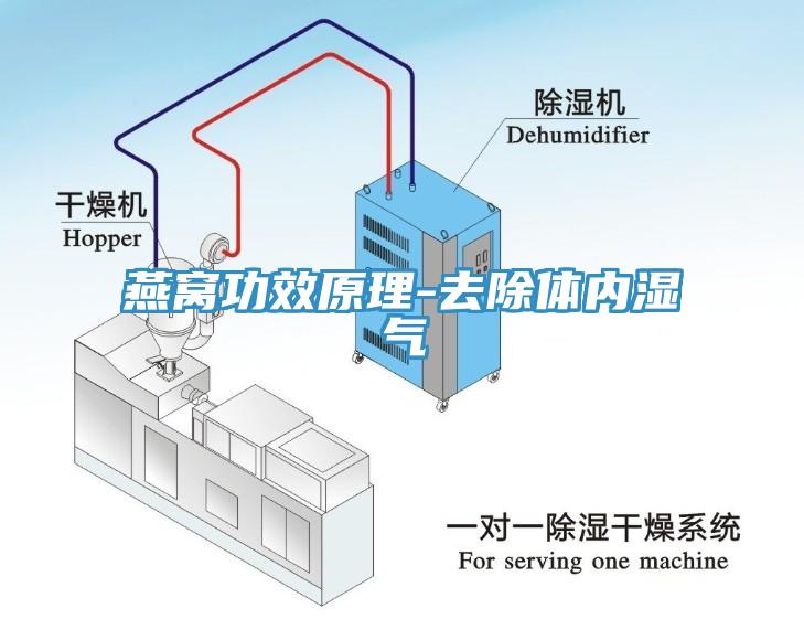 燕窩功效原理-去除體內濕氣