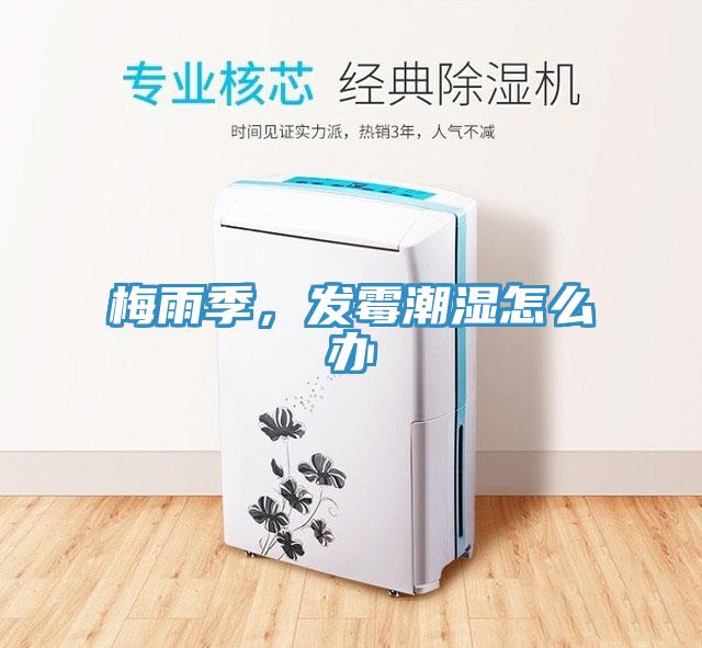 梅雨季，發霉潮濕怎么辦