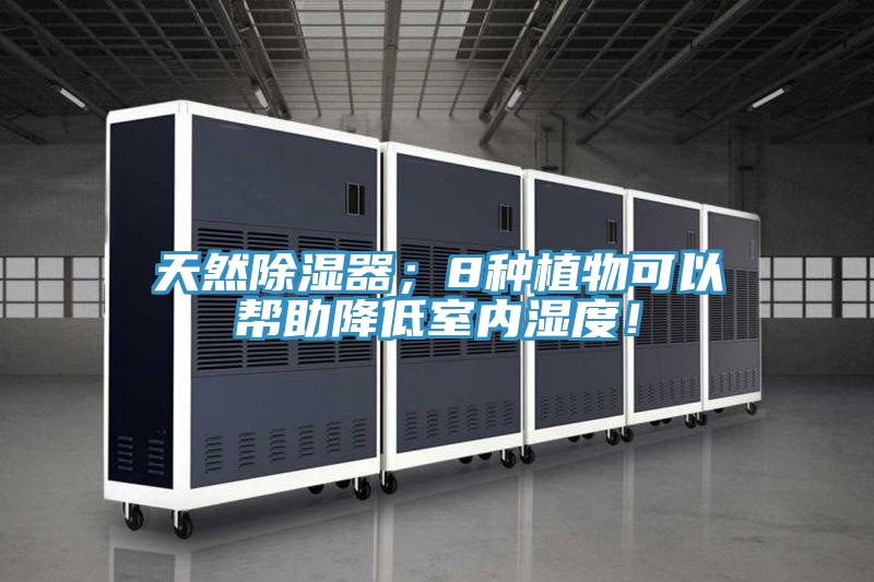 天然除濕器；8種植物可以幫助降低室內濕度！
