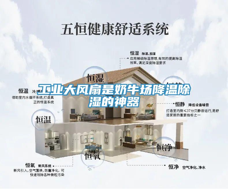 工業大風扇是奶牛場降溫除濕的神器