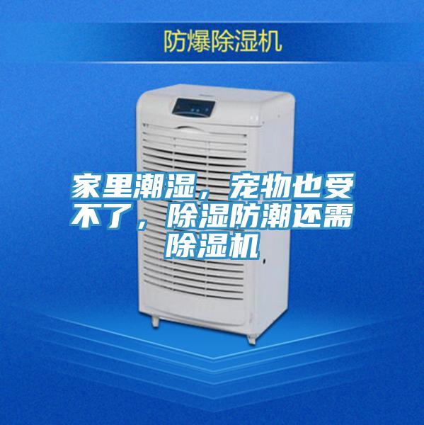 家里潮濕，寵物也受不了，除濕防潮還需除濕機
