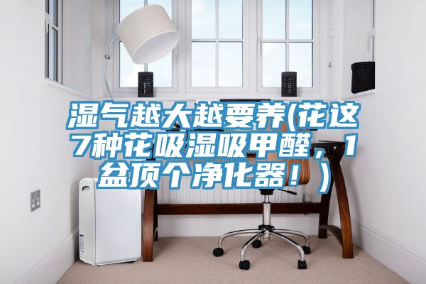 濕氣越大越要養(花這7種花吸濕吸甲醛，1盆頂個凈化器！)