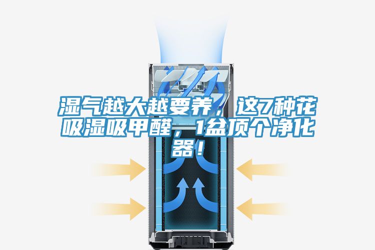 濕氣越大越要養，這7種花吸濕吸甲醛，1盆頂個凈化器！